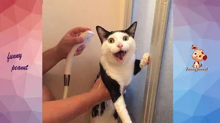 Cat's Reaction To Bathing-Why Cats Hate To Bathe? | Funny Pets