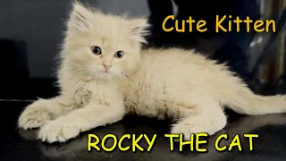 Cute Kitten Rocky the Cat Cute Playful fun video