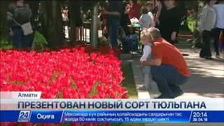 Новый сорт тюльпана «Президент Назарбаев» презентован в Алматы