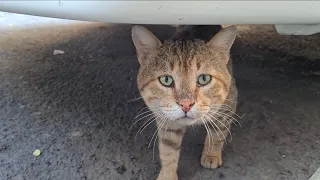 Handsome male cat looks like a miniature Lion.