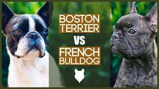 BOSTON TERRIER VS FRENCH BULLDOG