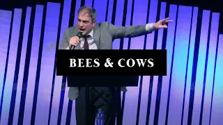 Bees & Cows - Matt Tuttle