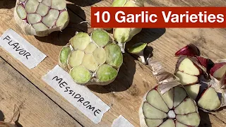 10 Garlic Varieties