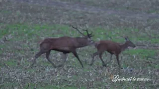 Cerfs & Biches 1er Octobre 2022