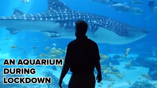 An Aquarium During Lockdown