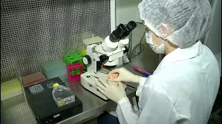 Ciência Sem Limites | Produção in vitro de embriões bovinos