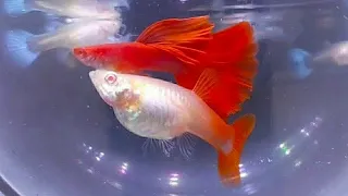 Breeding Guppy Albino Full Red ( from Day 1 - Day 91 )