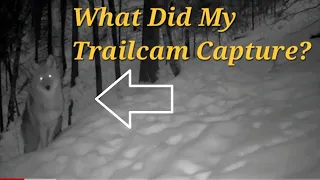 What Did My Trail Cam Capture During The Summer?