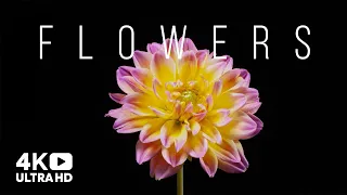 Beautiful Flowers Collection. Time-Lapse of Blooming Flowers.  Floral Time-Lapse. 4k Video UHD.