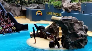 Loro Parque Tenerife / Sea Lion Show / HD