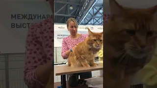 Winter Cat Show, Oliver Victory 3 декабря 2022