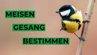 Meisen an Rufen und Gesängen bestimmen