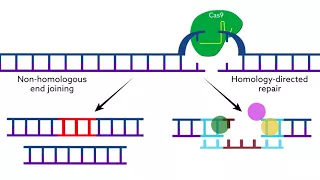 Making CRISPR Cas9 work in the brain