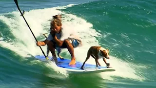 Dogs Paddleboard with Owner in Ocean