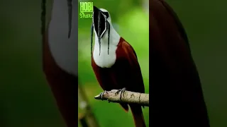 WOW! Burung ini bisa gini amat ya suaranya 😳