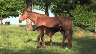 Mare and Foal with the Young Horse Feeding from the Mothers Nutritious and Rich Healthy Horses Milk