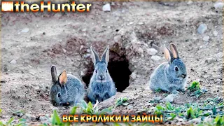 ♢ theHunter Classic ♢ Зайцы и кролики ♢