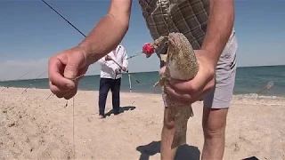 Рыбалка с берега пеленгас кефаль!