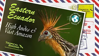 Tropical Birding Virtual Birding Tour of Eastern Ecuador, High Andes & Vast Amazon by Jose Illanes