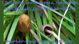 Psilocybe Semilanceata and Serbica in Slovakia - season 2022