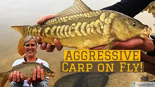 FLY FISHING for CARP (Perfect Conditions)