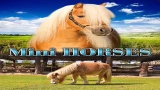 Mini Horses! Unbelievably Cute and Adorable Miniature Equines looks Exactly like Big Horses - LOOK!