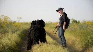 Working Black Russian Terrier - Hugo Boss Eastrianon