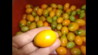 Эти томаты идеальны для зимнего хранения! Ольга Чернова.