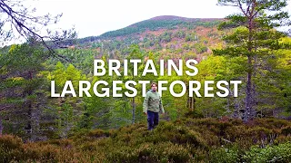 My Quest to find the UK's Largest Forest...