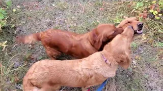 Sunday Morning Hike to Sandy Ridge with our pack of Golden Retrievers (and Frank)