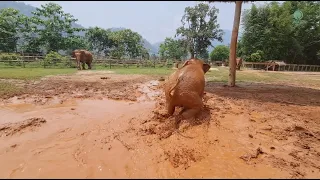 Elephants Run To Comfort Her Baby - ElephantNews