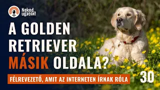 Keményebb, mint gondolod. | Golden Retriever fajtabemutató | #30