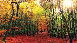 Relaxing Celtic Music Autumn Forest