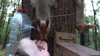 Белки. Ручные но голодные / Hungry tame squirrels