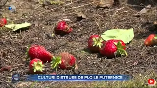 Stirile Kanal D (30.05.2023) - Culturi distruse de ploile puternice | Editie de seara