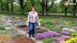 Флокс шиловидний 🌺 Секрети квітуючого килимка