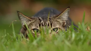 Лесной кот — мастер маскировки и эксперт в охоте! На что способен дикий Барсик.