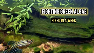 Fighting GREEN ALGAE in a planted aquascape- intensive QUICK FIX!