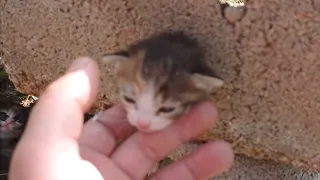 The stuck kitten shouts for help