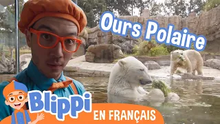 Blippi va au Zoo de San Diego  | Blippi en français | Vidéos éducatives pour enfants