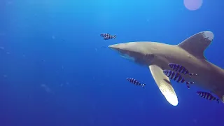 Смертельно опасная Длиннокрылая акула. Carcharhinus longimanus. Дайвинг в Египте