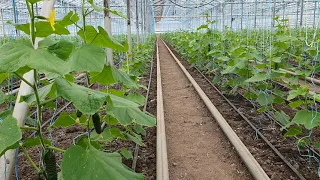 Овощи растут. Выращивание огурца в раннем обороте, проблемы.