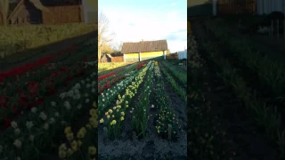 Новые виды тюльпанов