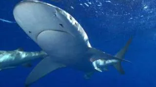 The Galapagos Shark