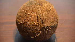 The Coconut song [REAL COCONUT] ft.StefanZBerlina