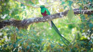 Birding in Costa Rica with Road Scholar Feb 2024