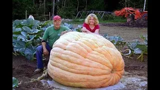 Amazing Biggest Fruit & Vegetable in The World