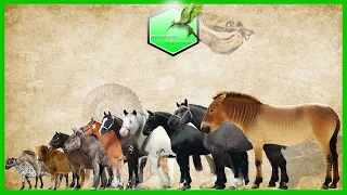 Horses Size Comparison