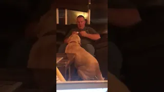 Dog Gets Jealous of Other Dog's Ear Medicine