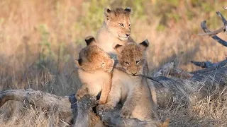 Adorable Lion Cubs Play Tug Of War | Wildlife Caught On Camera